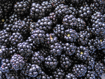 Brombeeren