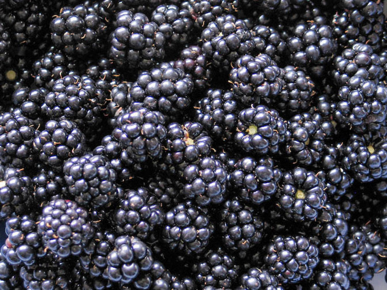 Brombeeren