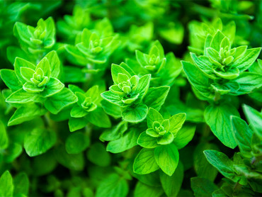Oregano