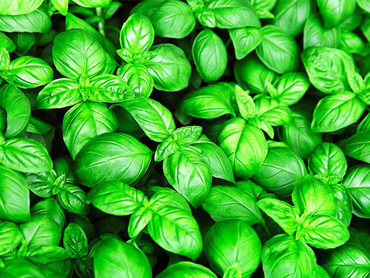 Basilikum